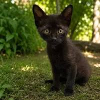 Adopta a Magia