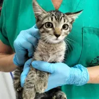 Adopta a Rachel