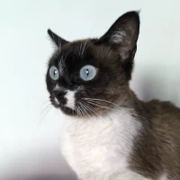 Adopta a Lala