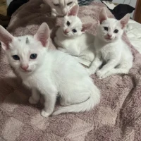 Adopta a Gatitos En Adopción