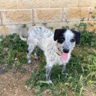 Simón