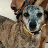 Adopta a Karla