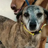 Adopta a Karla