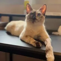 Adopta a Fresa