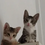 Adopta a Tito y Vilma