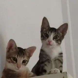 Tito y Vilma