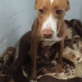 Adopta a Tango