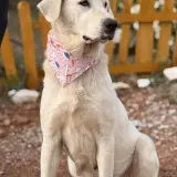 Adopta a Skadi