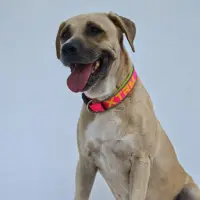Adopta a Charlotte