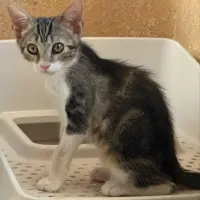 Adopta a Sarlat