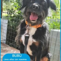 Adopta a Bubu