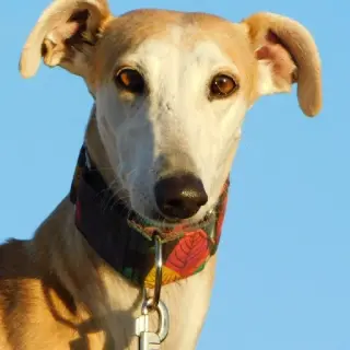 Perla