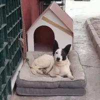 Adopta a Robin Hood