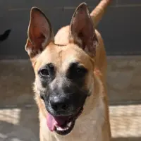 Adopta a Ayla