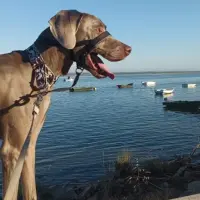 Adopta a Zeus
