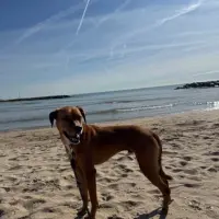 Adopta a Mocoso