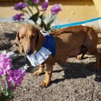 Adopta a Canela