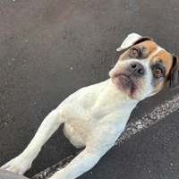 Adopta a Bliss