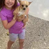 Adopta a Dani , Chihuahua Tlf 645978718