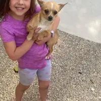 Adopta a Dani , Chihuahua Tlf 645978718