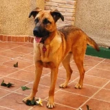 Adopta a Arya