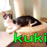 Adopta a Kuki