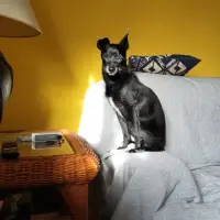 Adopta a Nero