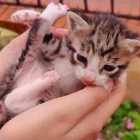 Adopta a Kiara