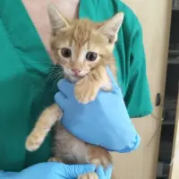 Adopta a Limón