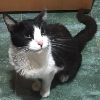 Bella