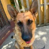Adopta a Asia