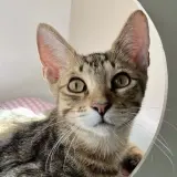 Adopta a Vento