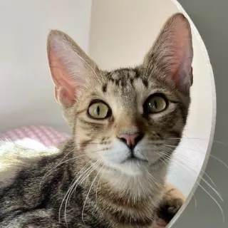 Vento