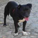 Adopta a Yayo