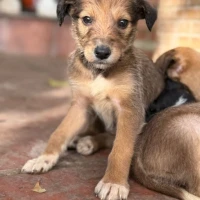 Adopta a Xía