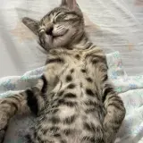Adopta a Ban