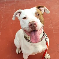 Adopta a Salvatore