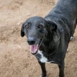 Adopta a Negrita