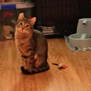 Pitufa