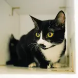 Adopta a Indie