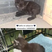 Adopta a .