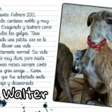 Adopta a Walter