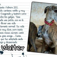 Adopta a Walter