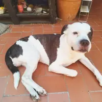 Adopta a Thor