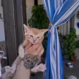 Adopta a Naranja