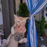 Adopta a Naranja