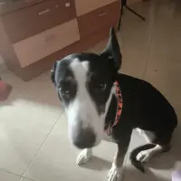 Adopta a Duna