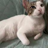 Adopta a Mika