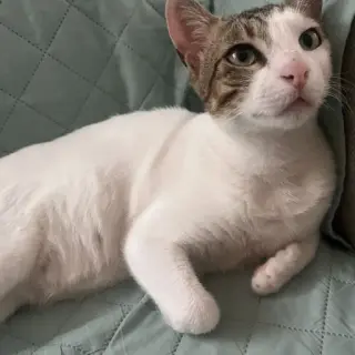 Mika