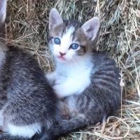 Adopta a Gatito Blanco Y Gris